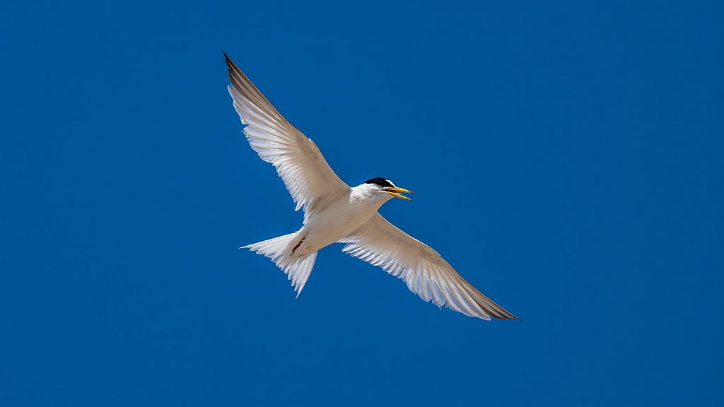 Saunders's Tern